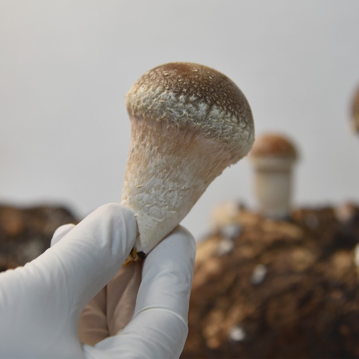 [울산 울주군]최첨단 스마트팜에서 친환경으로 재배한 굿프렌즈팜 참송이 버섯 250g / 500g / 1kg